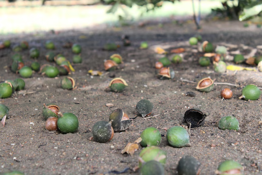 MacSMdotOrg's tweet photo. Australia’s macadamia orchard expansion is accelerating, with new production in north Queensland and strong export demand supporting firm prices. #australia #exports #macadamias #production
Link in Bio
Image from Source Article https://t.co/aeiNb9TeUx