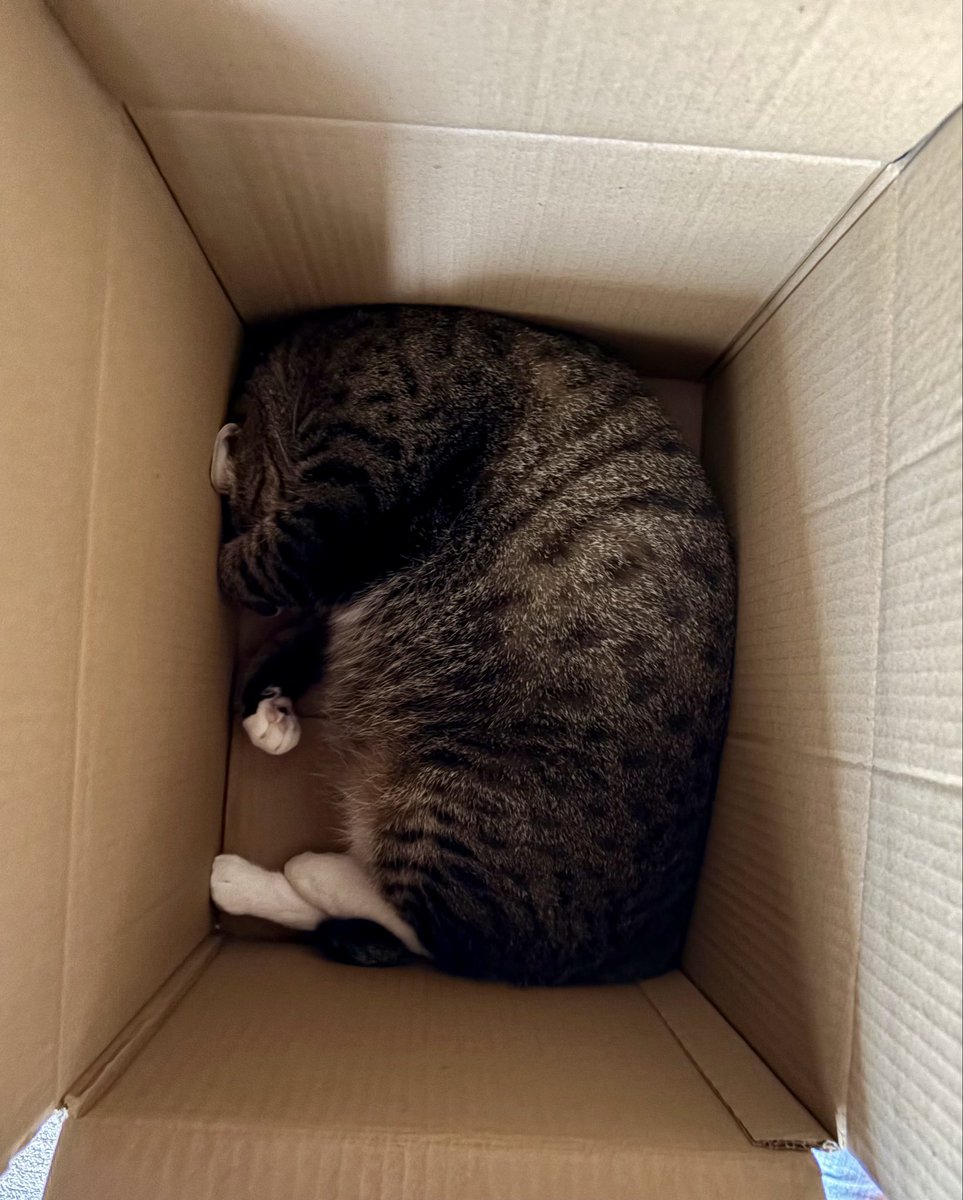 sin___0804's tweet photo. 猫って丸だと思ってたんだけど
四角だったんだ https://t.co/4ioIBhN2Dk