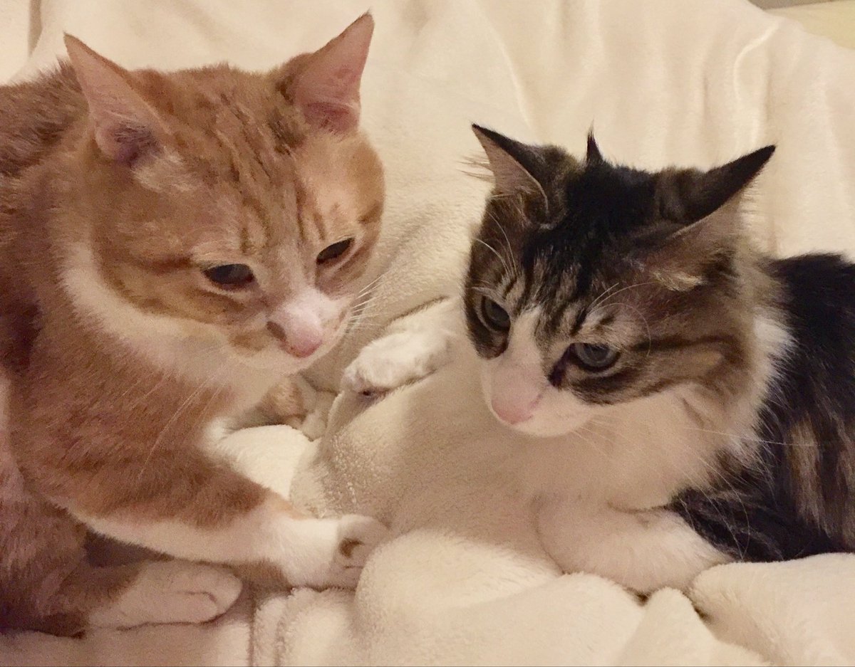 mariyatomoko's tweet photo. ⚠️イエネコを「防除推進外来種」にしないよう、環境大臣に求めます 🐈🐈‍⬛🐈🐈‍⬛🐈🐈‍⬛

下記のオンライン署名に賛同をお願いします！！

我が家のくり(左)は、人懐こい野良猫だった。
ガブ(右)は、雑種のミックスで、子猫の時に捨てられ愛護センターに連れて来られた。

2匹とも、この法案があれば
とっくに駆除という名の殺処分をされている存在だ。

。。イエネコというのは、お外の猫の事だけではない。
飼い猫も、外にいれば駆除対象とみなされる。
本当に、とんでもない
命を軽視した法案なのです。
絶対に阻止しなければ。

弱い立場の命から、どんどん奪って行こうとする今の日本の現状は、本当に異常だと思います。