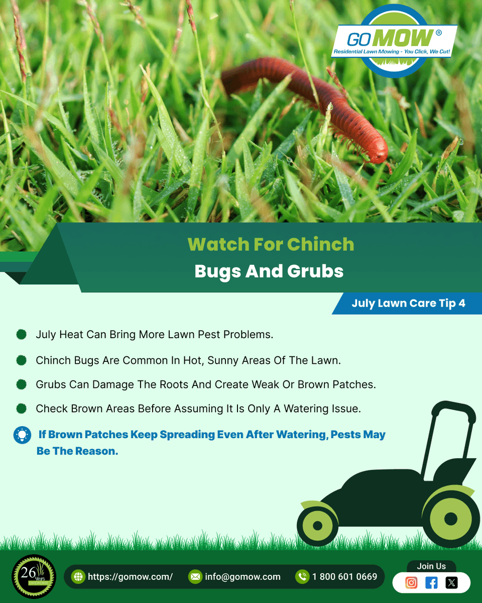 GoMowOfficial's tweet photo. July Lawn Care Tip 4: Watch for Chinch Bugs and Grubs
👉 July heat can bring more lawn pest problems.
      👉 Chinch bugs are common in hot, sunny areas of the lawn.
      👉 Grubs can damage the roots and create weak or brown patches.
Book online: https://t.co/zg5Z3aVbYJ
#GoMow https://t.co/p1TmWeYAAj