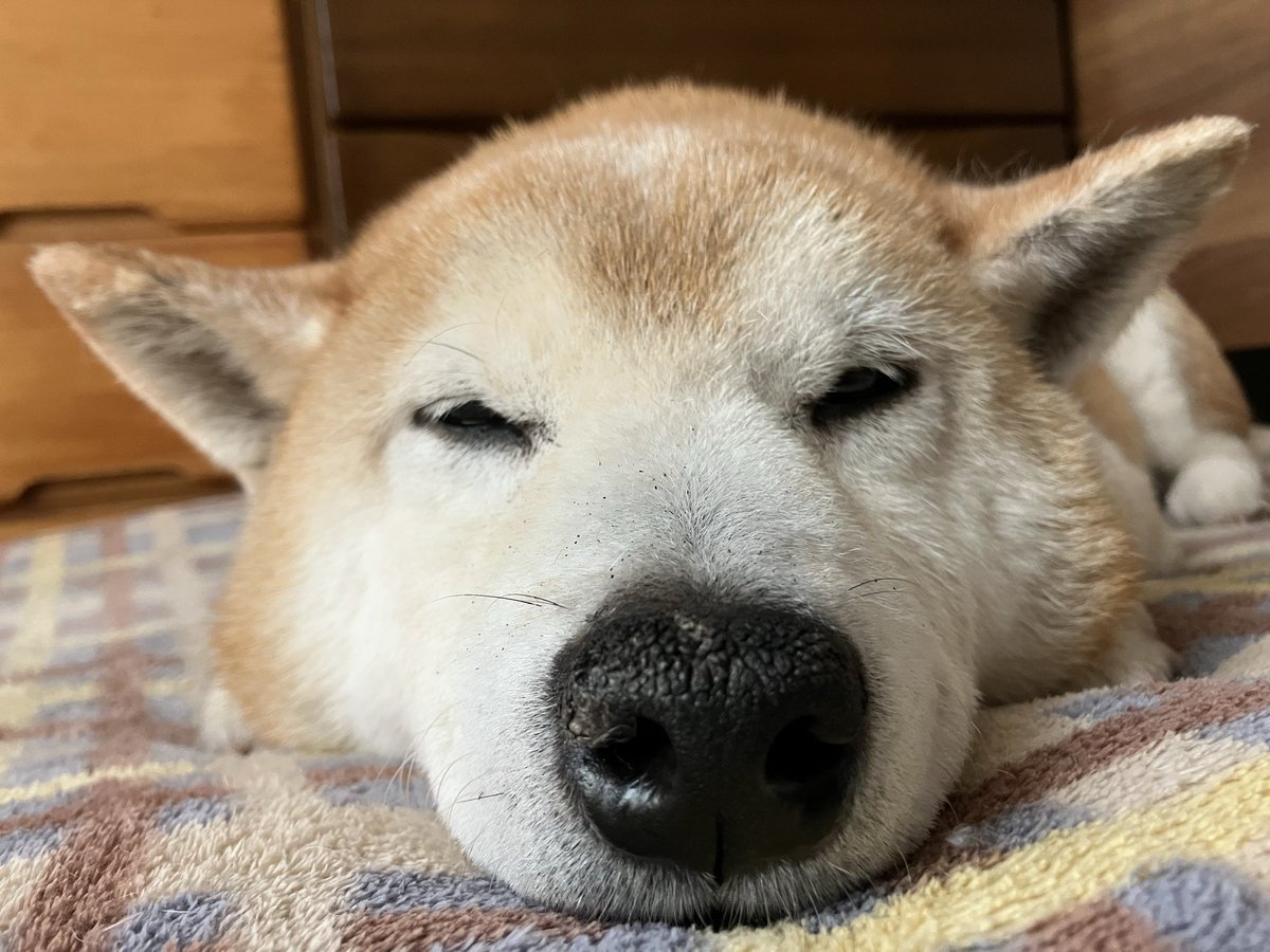 pompoco13's tweet photo. 今週は6連勤...円盤もいっぱい届いたしもうちょっと映画観てたいけど、疲れてるんでこの辺で🥱
おやすみなさい🐕💤 https://t.co/vjbJPDMxEd