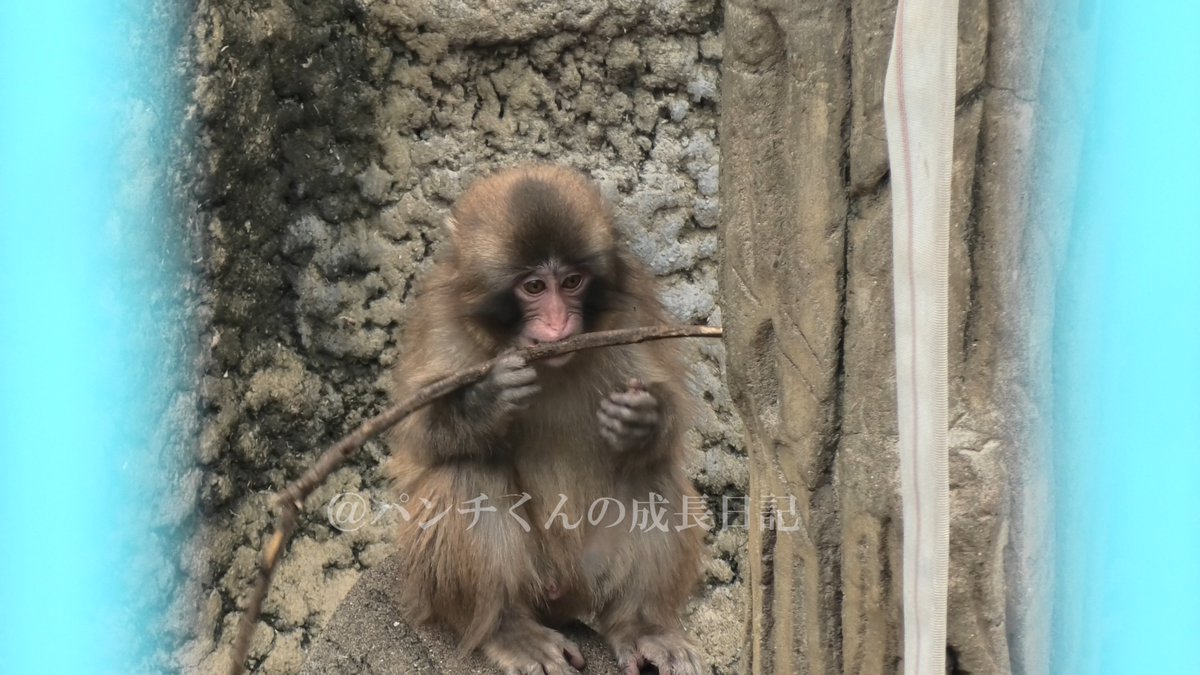 panch_kun's tweet photo. 木の枝が大好きなパンチくん
#がんばってるねパンチ #がんばれパンチ #パンチくん #punch #punchkun #monkey https://t.co/ooxhnMIKdm