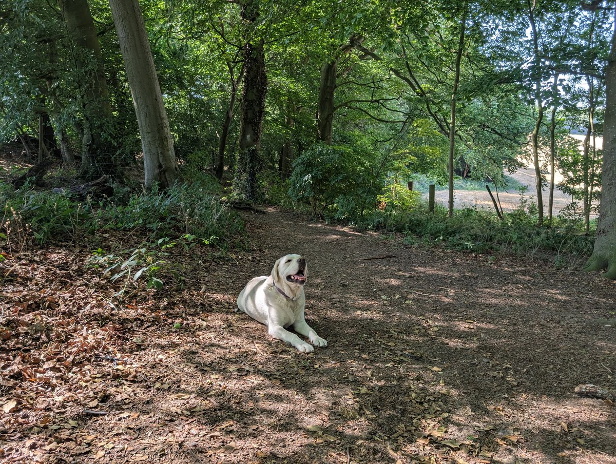 Peterkweedon's tweet photo. Another early start for a walk in the Chilterns https://t.co/SMjXzV8zbn