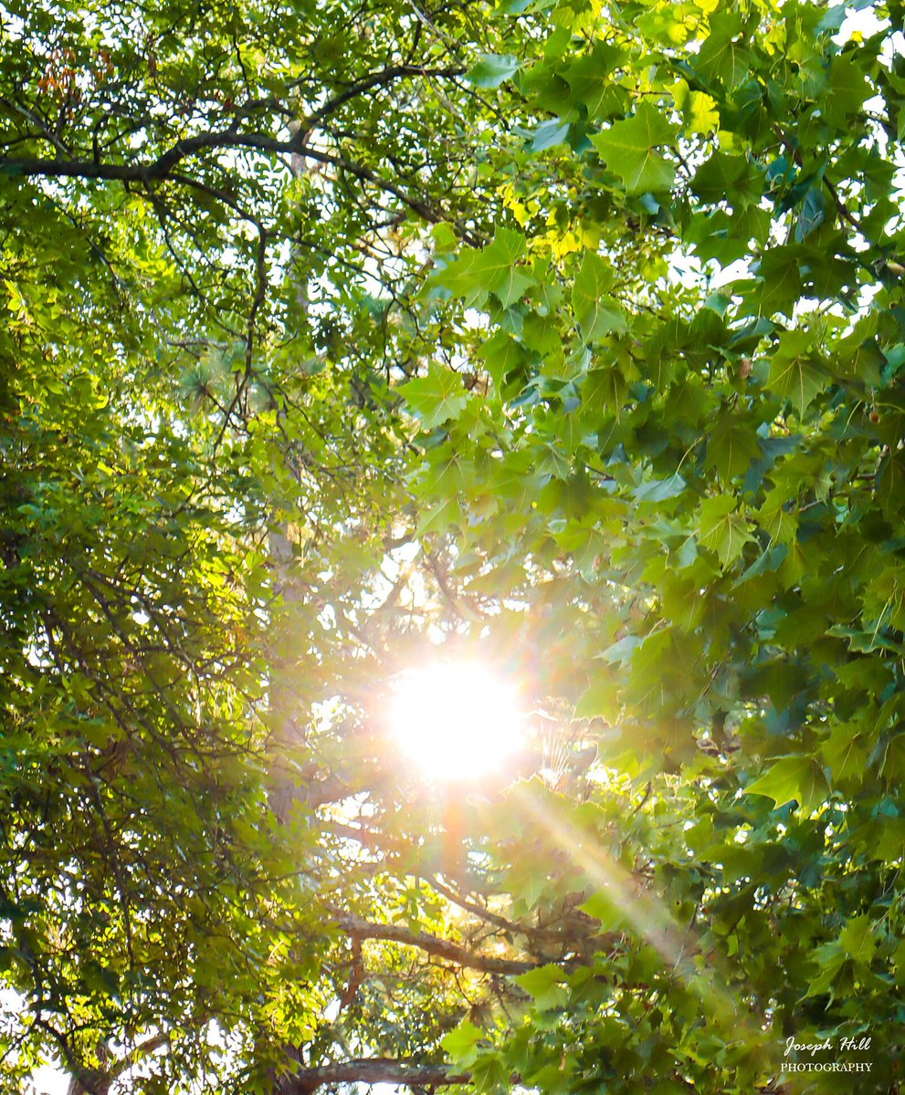 JosephHill3794's tweet photo. Sunrise☀️🌳
#July2026
Photo By: Joseph Hill🙂📸☀️
#sunrise #bright #morning #daylight #sunlight #nature #trees #summer #beautiful #peaceful #sunrisephotography #NaturePhotography #SouthernPinesNC #July https://t.co/ZzqQ7QPmpa
