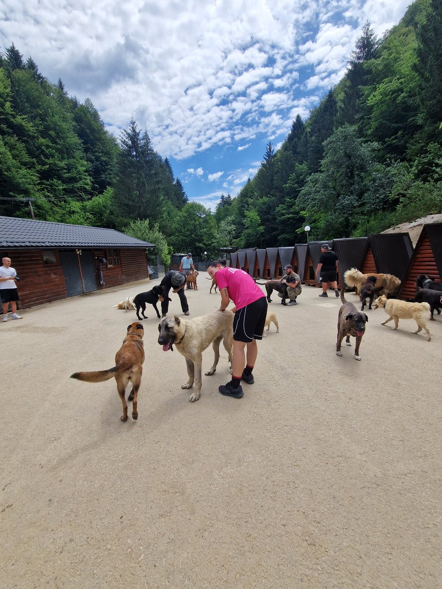 idimidodimi's tweet photo. Ljudi moji, bila sam danas u raju za napuštene i zlostavljane pse ❤️🐾 Nevjerojatno je što ljubav i svijest jednog čovjeka može učiniti! https://t.co/on8G24obaS