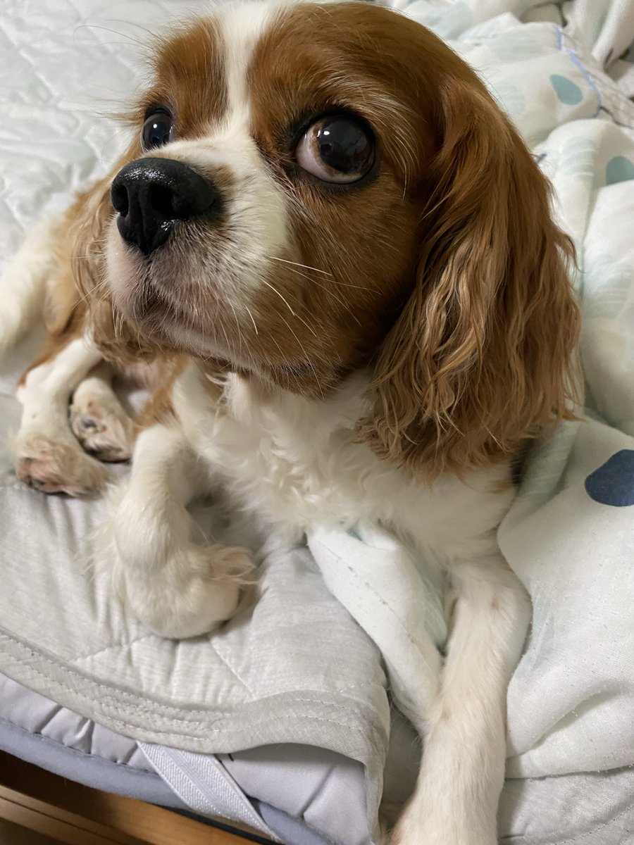StarryUsa333's tweet photo. 🐶明日、何時起き？ https://t.co/7k8zZf0HUH