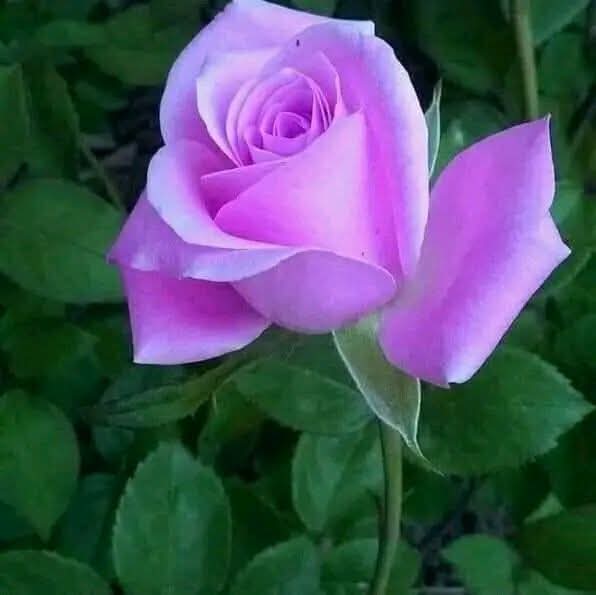 MagedMohyee's tweet photo. @smahmarw1 https://t.co/649mHl3kYk