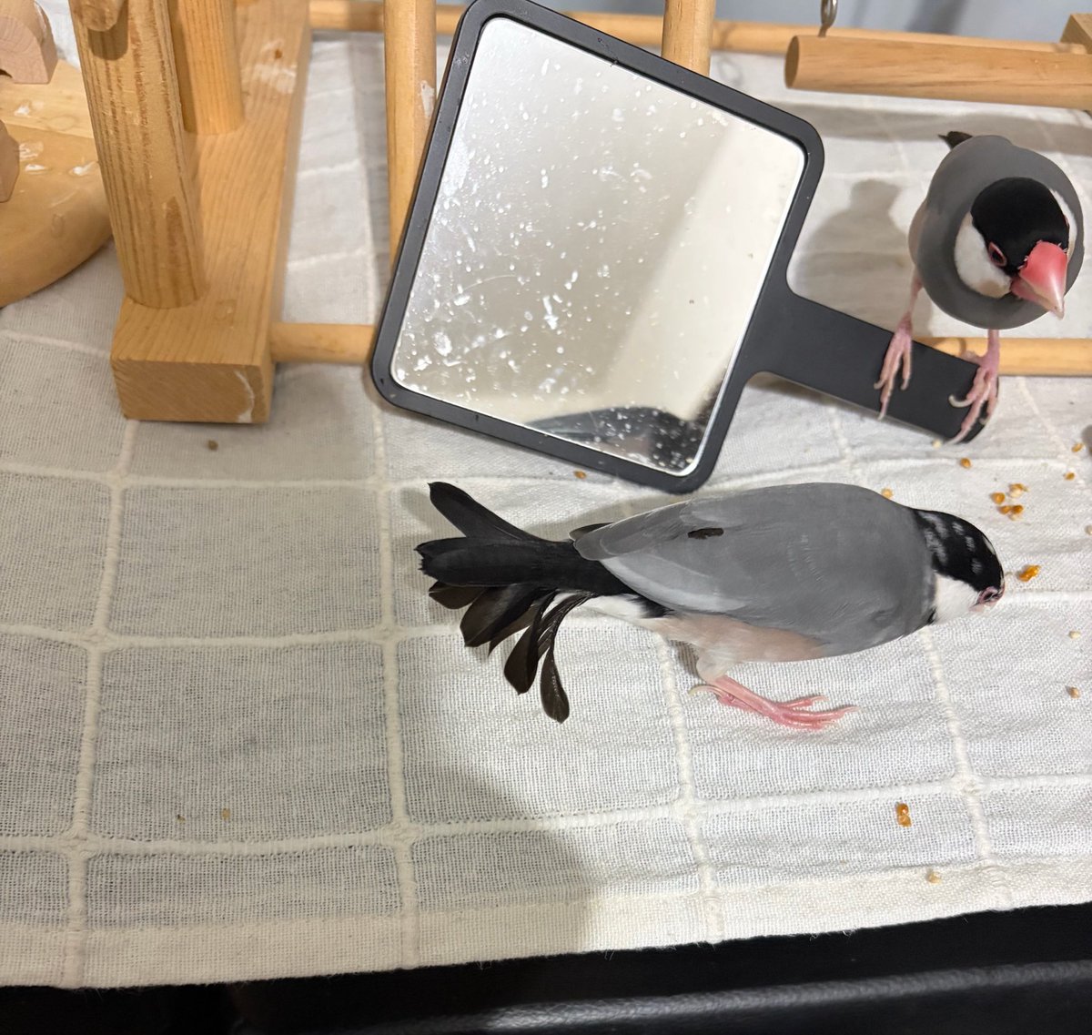 bonzyri's tweet photo. ちびちゃんの羽根どうなってんの https://t.co/UIUk3B2dji