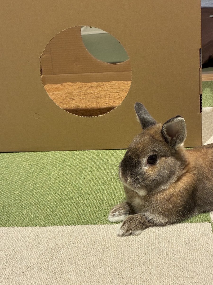 pem_0222's tweet photo. うさぎのホリホリ欲を満たすべく、情熱のホリホリランド(商品名)を購入したものの、ホリホリスペースと認識してくれず。飼い主の心うさぎ知らず。 https://t.co/2zBbz1tkze