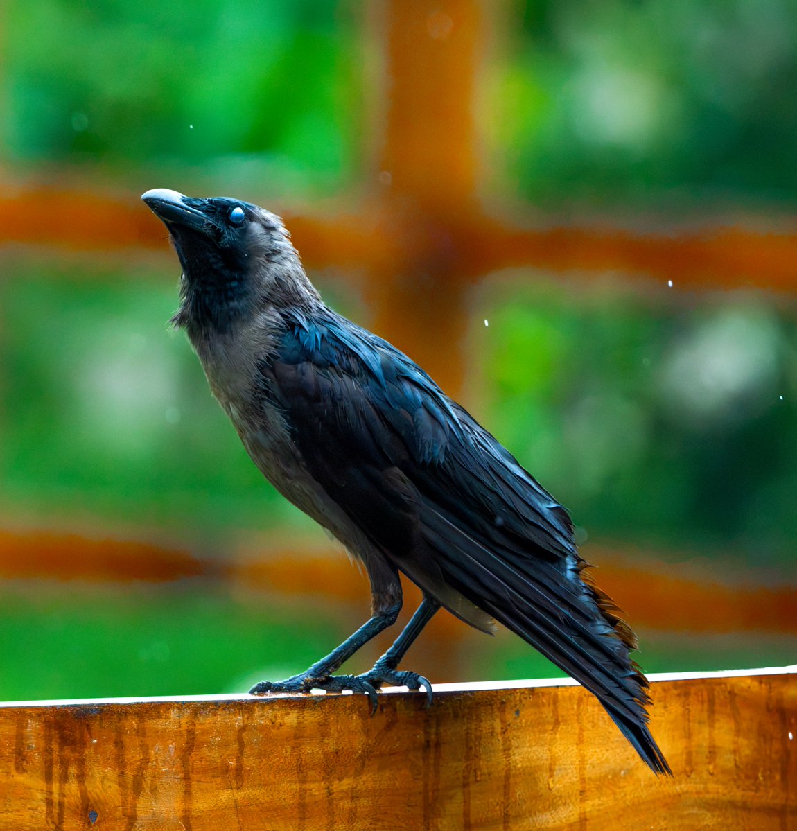 vaidikabharata's tweet photo. El Niño anyone ?
Btw, if you don't know, your ancestors used to get hints about monsoons from how high and which directions we build our nests, which we do in the summer months. Nest built too high, weak rains as low protection needed. Nest built in middle of the tree canopy, expect good rains!
Apart from taking your offerings to the Pitara-s, we also help you get the best of this world. 
 
You must have heard of our great ancestor, 'Kakabhushundi', seeing whom meditating peacefully atop Mount Meru, the Sage Vasishtha also got surprised, who witnessed multiple versions of Ramayana and Mahabharata, basically the whole creation beginning and ending, multiple times. 

About whom, Garudadeva himself said:
'जेहि के अस्तुति सादर निज मुख कीन्ह महेस !'
Whose praise has been, very respectfully sung by Parameshvara Shiva himself ! 

Decolonise yourself! Love us! Not the flying rats, who are a symbol of death in Hindu culture!