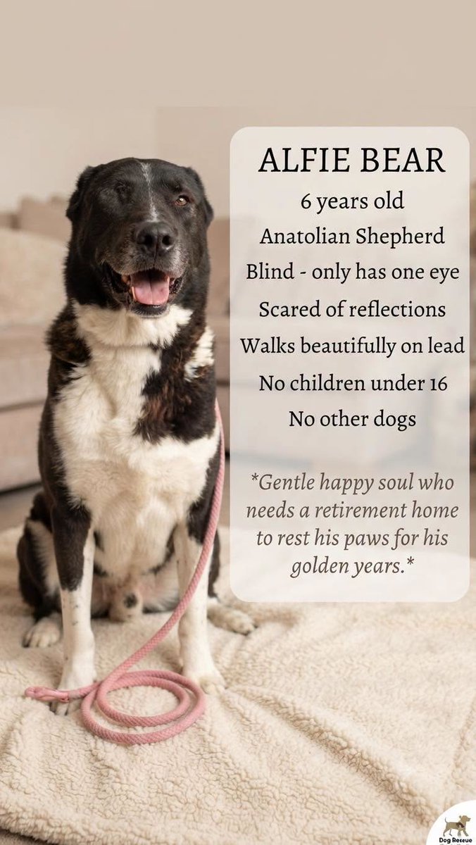 rescuedoggypaws's tweet photo. Alfie has been with the kennels for years now and he never gets a look in,
 Is it because he’s blind or his size or what
The only reason for no children is due to his size but also when kids run fast or make loud noises he struggles to see
dogonastring@hotmail.co.uk 
#Lancashire https://t.co/nUFPD7mSZv