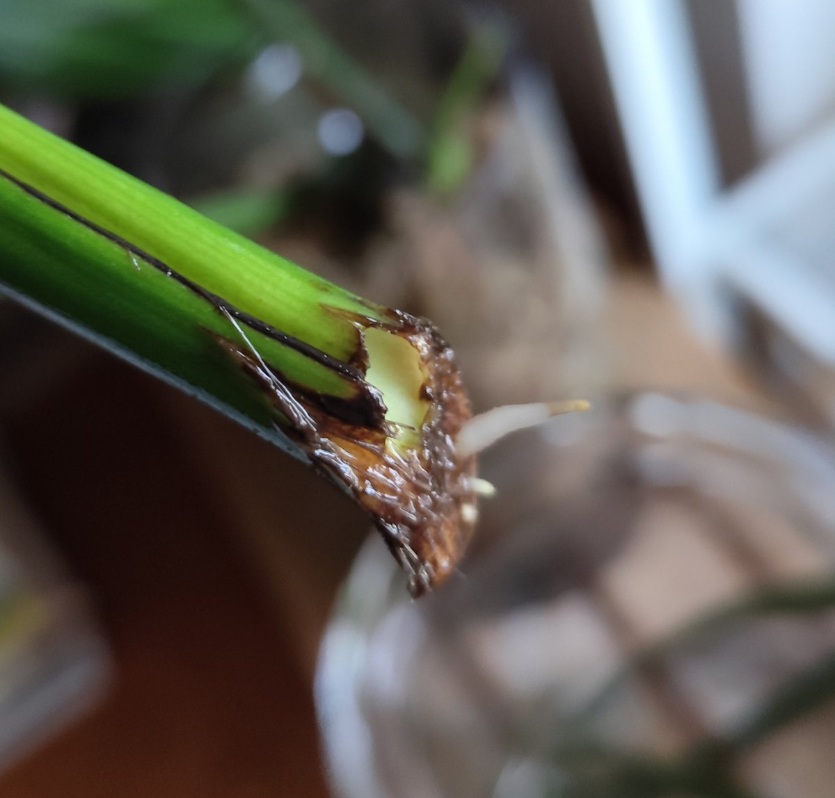 kotetsu_cael's tweet photo. 伸びまくって床を這ってたモンステラを「ぶつかって折れちゃった」ってパートナーに嘘ついてバッサリ。成長点や気根を含めずに切っちまって後から後悔しまくったが時すでに遅し。水差しで元気だからそのままにして早5ヶ月。なんと茎の先端から根が生えてきたわよ生命力。 https://t.co/wrivArMyWP