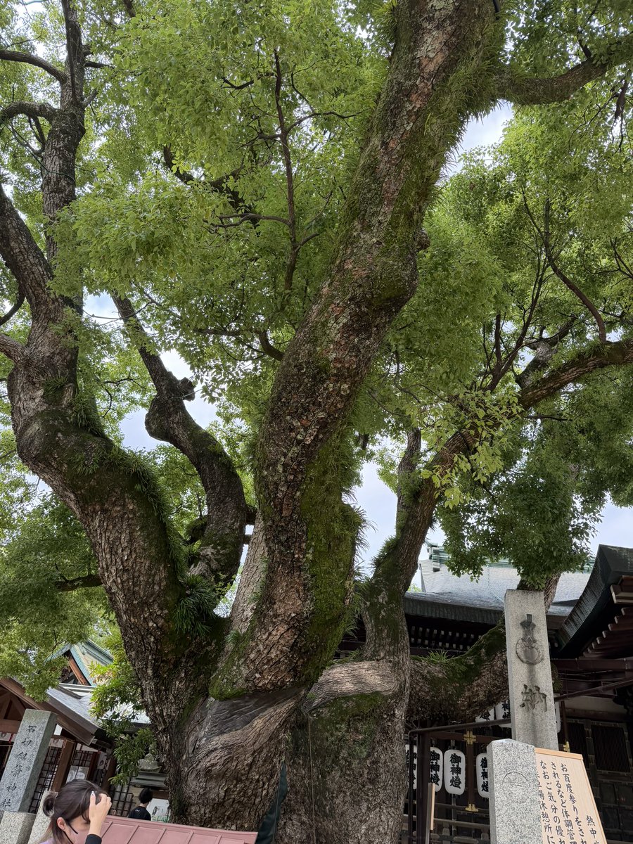 zett22's tweet photo. そろそろ神頼みになってきて、某有名神社にお百度参りに。かなり疲れるから、代理で来ている人が多いんだろうな。病人本人が100回グルグル回るのは珍しいかも。1時間でやり切ったぞ。それにしてもクスノキが見事だった！ https://t.co/qXmPqEbYl7