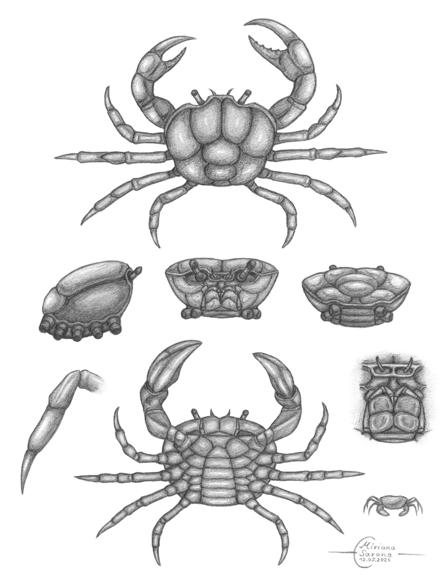 MirianaSarana's tweet photo. - Crab -
Crab reference for drawing.
#art #artwork #drawing #graphite #pencil #traditionalart #pencilart #graphitedrawing #crab #crabs #animalart #artstudy https://t.co/MlnW6Vf4Xb