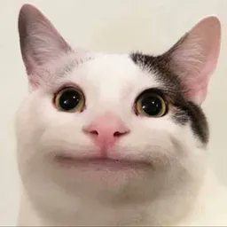 Kurtacrypto's tweet photo. @Swedgonecrypto So many cats https://t.co/hkMFBKuUQq