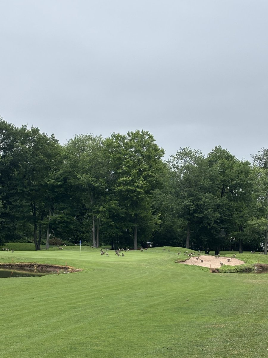 Henadryl's tweet photo. Going to miss the green out of respect https://t.co/wnzDmIyg9F