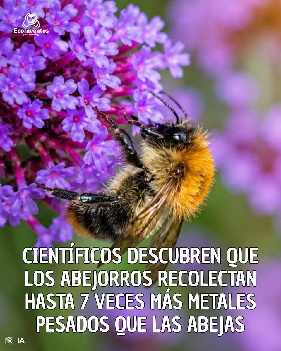 EcoInventos's tweet photo. Científicos descubren que los abejorros recolectan hasta 7 veces más metales pesados que las abejas.

https://t.co/lCvzNH3wOk https://t.co/B8Fq2kyMGz
