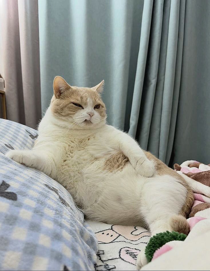 cutestscats's tweet photo. Chubby calico cat relaxing with one eye wink 😆🐱 https://t.co/OKEy1kcJZE