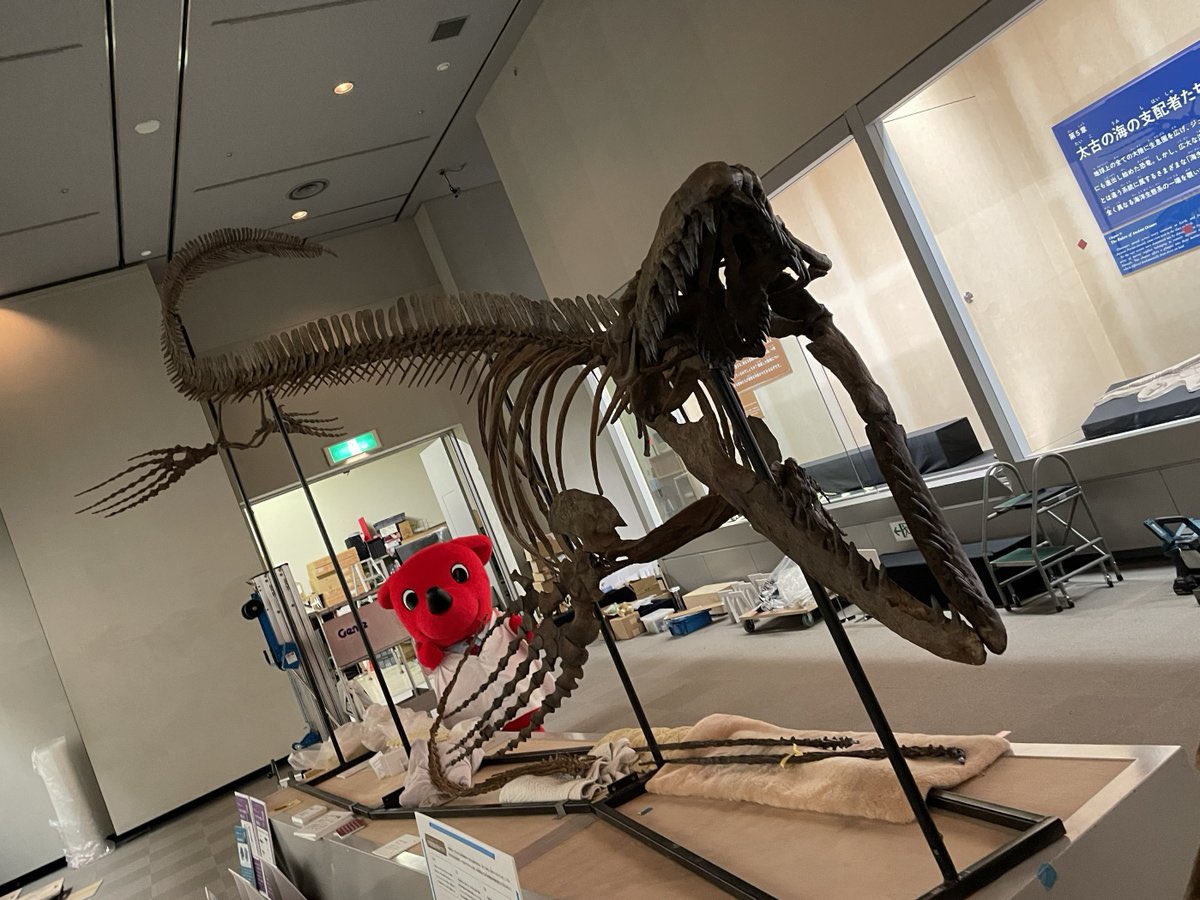 Fossil_Ral's tweet photo. ちば恐竜博、モササウルス×ゴルゴサウルスがやってくるとか実質恐竜科学博やん https://t.co/G752uDOx0S