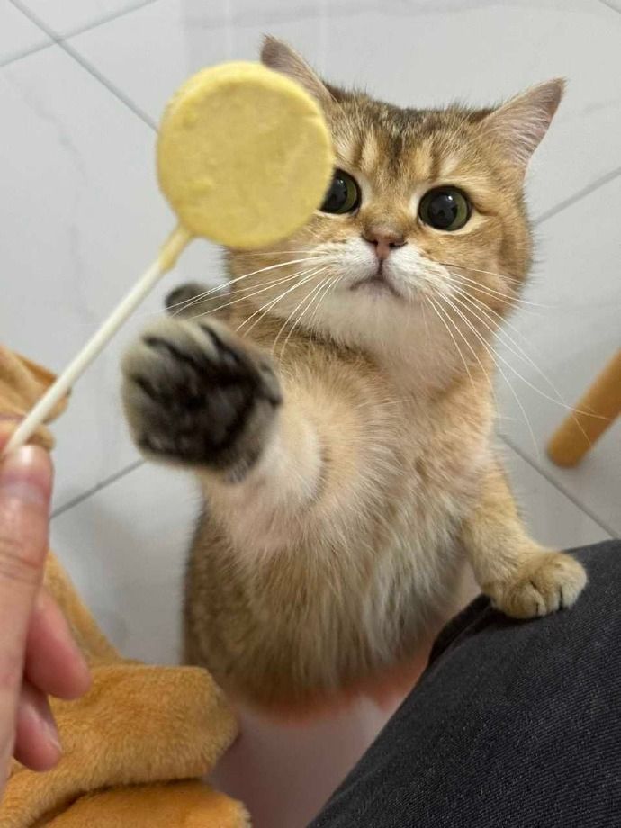 cutestscats's tweet photo. Ginger cat trying to grab the yellow lollipop 😆🐱 https://t.co/kcjv0O59wR
