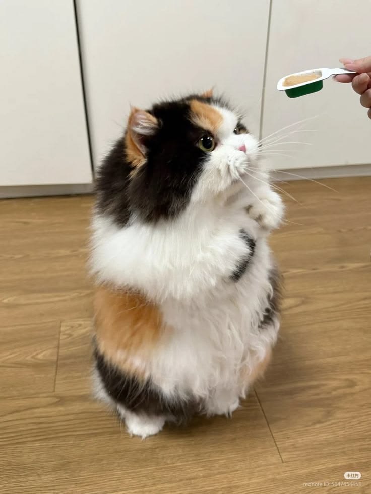 cutestscats's tweet photo. Calico cat sitting up for a treat like a pro 😆🐱 https://t.co/R8VEdRBunL