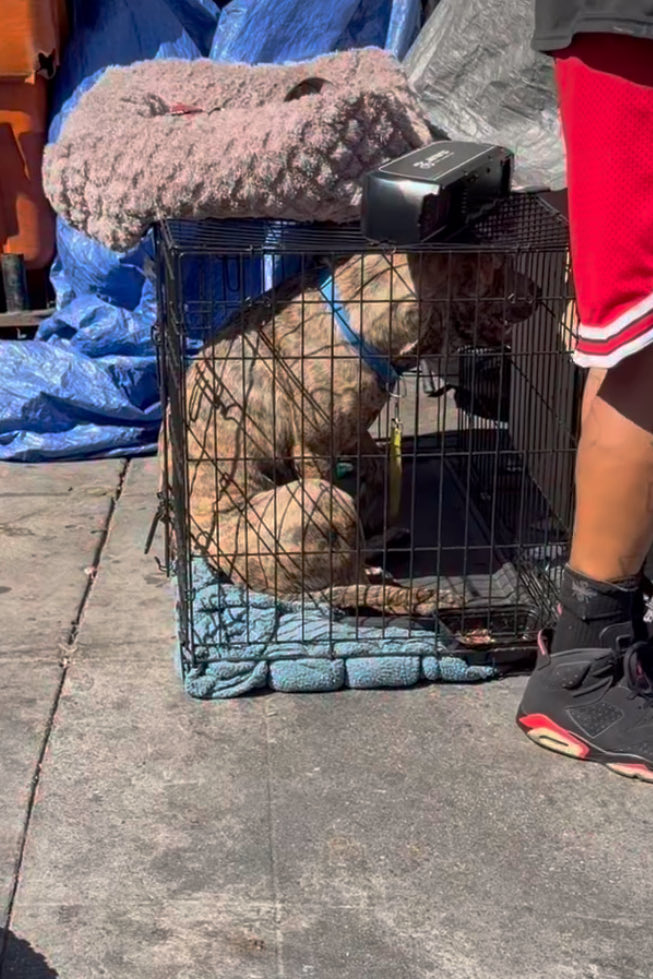 joey_tuccio's tweet photo. @USAttyPirro @HumaneRescue Please come to Skid Row in Los Angeles. It’s rampant with animal abuse. https://t.co/p2mrQ6NscQ