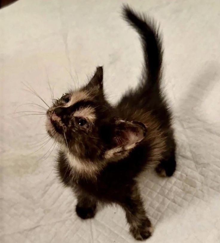 2025pics's tweet photo. I love this cat https://t.co/tBqmKzjLBY