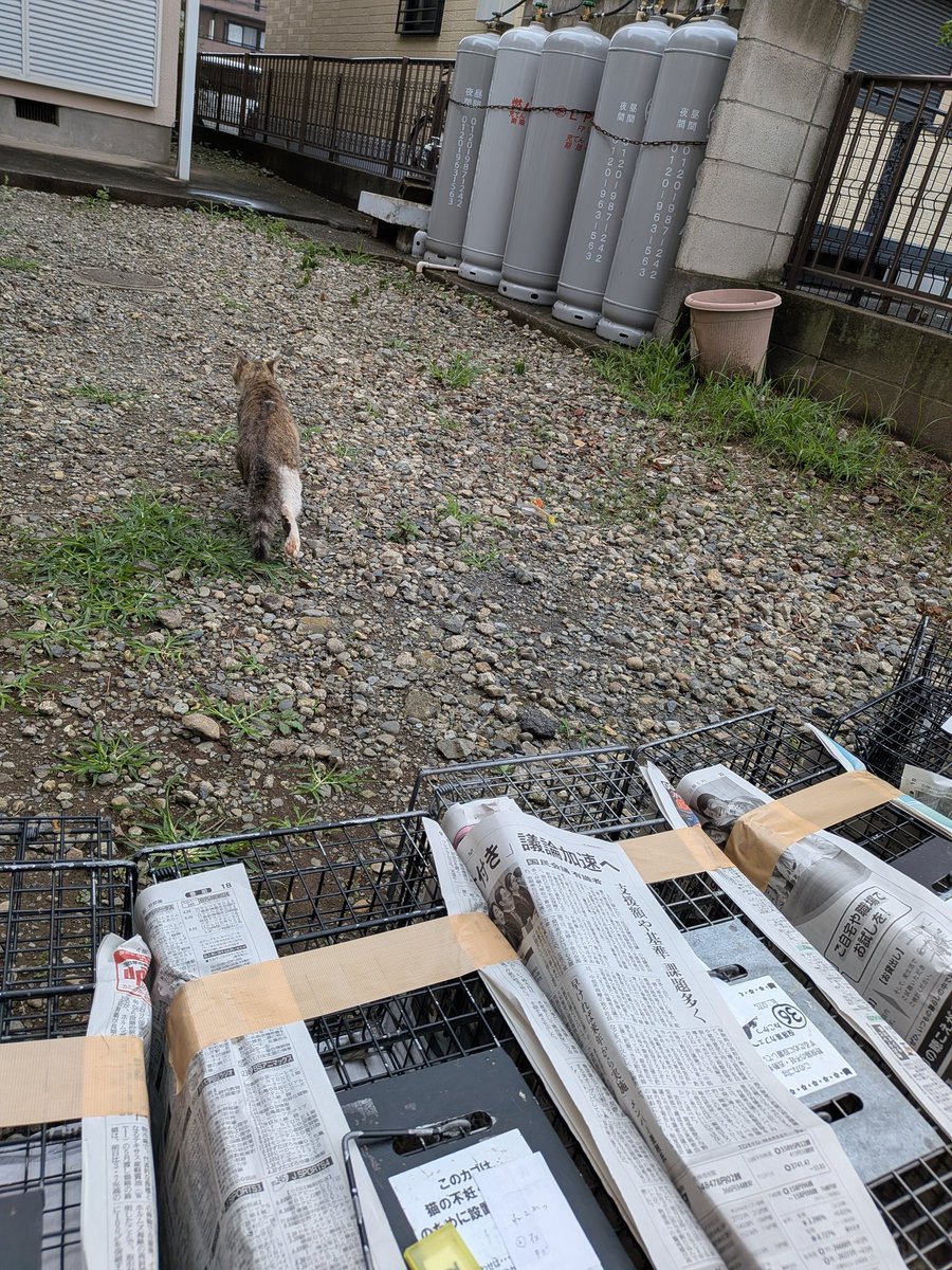 nekokatsu_1's tweet photo. ２０２６年７月１日〜３日　さいたま市野良子猫１６頭保護

近所で野良猫が増えている。成猫のＴＮＲ（不妊手術）と、できれば子猫の保護をお願いしたい。

車で１０分くらいの距離の２現場に同時に入る。

１件は子猫５頭、もう１件は子猫３頭の予定だったが、行ってみると子猫３頭の方の現場のお隣さん宅にわらわらとたくさんの成猫と子猫たち。

急遽お隣さんともお話しして、一緒にＴＮＲと保護をすることになりました。

頭数が多いのと、全部でなん頭いるか分からないため、捕獲作業は、１日の夕方から３日の早朝まで４０時間以上に及びました。

２現場で合計２５頭を捕獲し、成猫９頭はＴＮＲ。子猫１６頭を保護しました。

今回はなんとか鎮めることができましたが、生まれる前のＴＮＲが望ましいです。

日々、保護やレスキューが続いています。

みなさまの応援で活動ができています。
よろしければ、ご支援をお願い致しますm(_ _)m

https://t.co/ZfEqDO968s

ＧＭＯあおぞらネット銀行
法人第二営業部
普通 2237197
ＮＰＯ法人ねこかつ

#ＴＮＲ #不妊去勢手術は動物愛護の第１歩