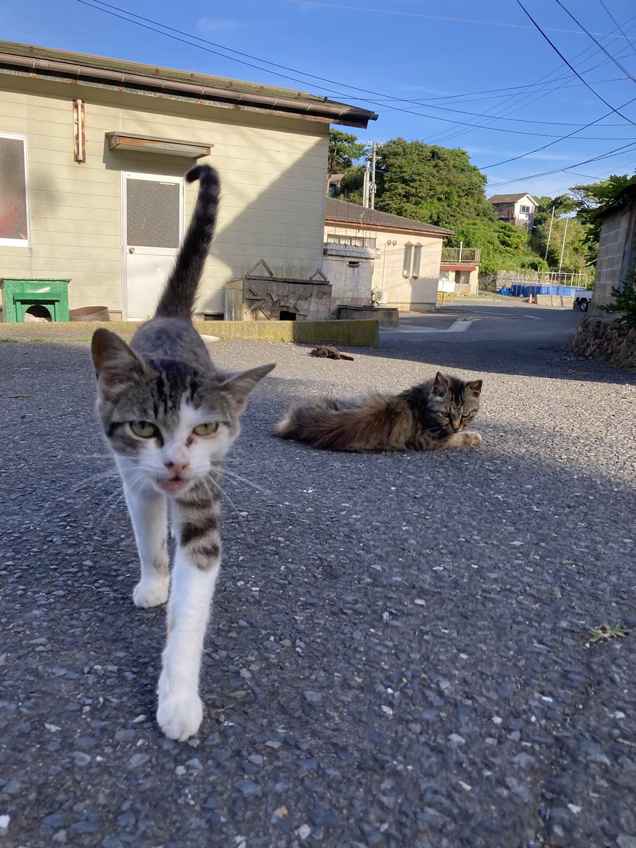 猫千代　0729 こちらもどうぞ😸 #田代島クロネコ堂 #猫島 #tashirojima #catisland