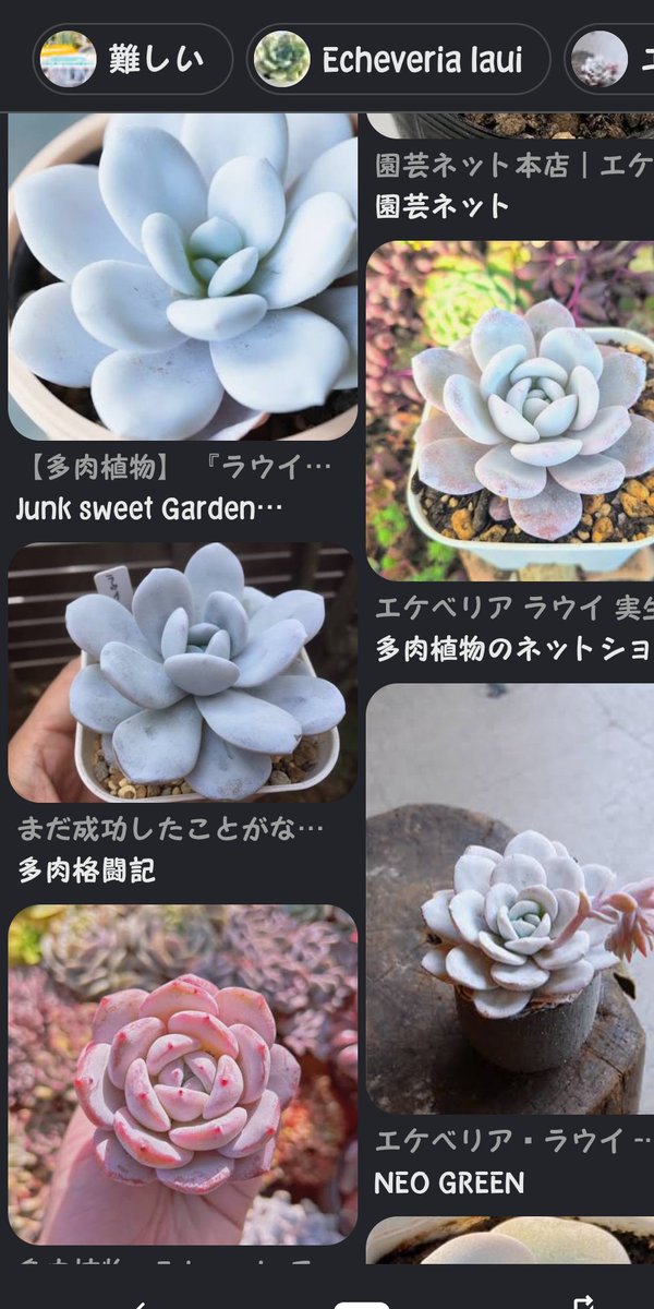 schefflera0929's tweet photo. 白シイナ、思い出を大切にする性格で尚且つガーデニングが趣味らしいので、多年草も育ててるかもしれない。
個人的には、エケベリアのラウイとか真っ白具合が白シイナっぽくて良いなと思う。

なんならセンパイがシイナっぽいからと買ってきたりしてそう https://t.co/wq2RLIUnaY