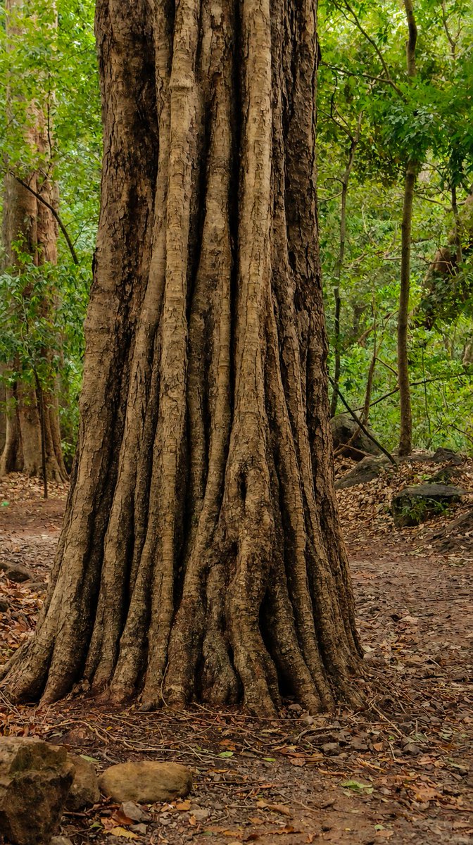 parsan2026's tweet photo. #Woodnesday  😄

#trees 🌳
#Natureisbeautiful 🏞️
#Nature
#Grren 
#treetime 

#parsan📸 https://t.co/htcfTz7Wwz
