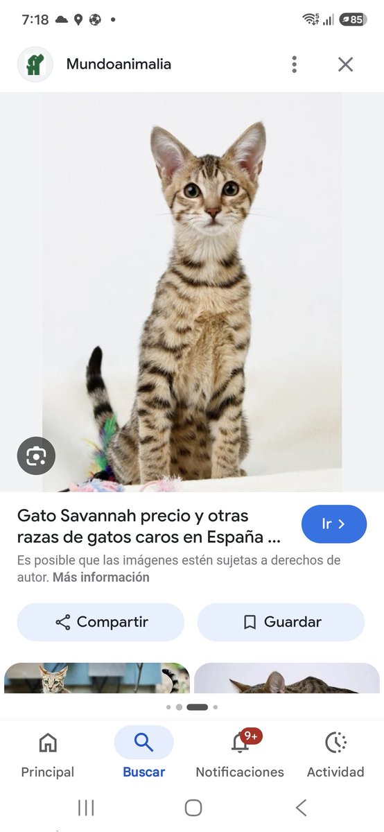 Jim3na's tweet photo. Hace unos meses se rescatamos a una gatita y le encontramos una increíble familia, me pidieron que la cuidars este fin y la veo y digo , esta gata esta chistosa. https://t.co/pQQm97oC7L