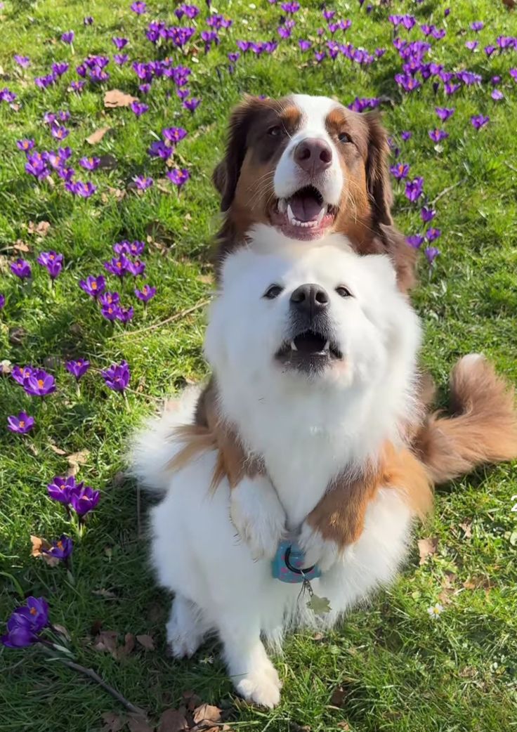 Legundo as dogs tweet media