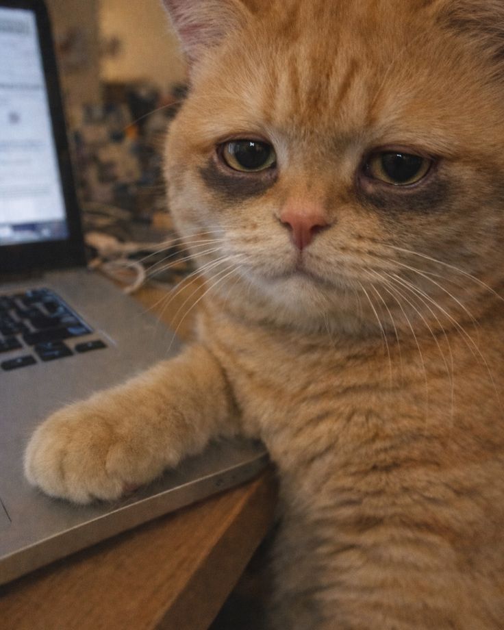 Catsjjem's tweet photo. This Cat Is Every Tired Adult Ever 😭 https://t.co/Qagqs12eIW