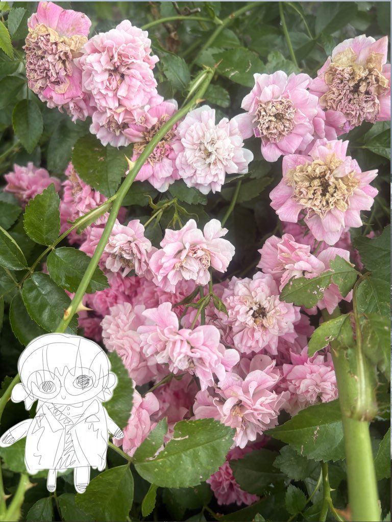 poipeestar's tweet photo. i have too many flower photos (+beach) but more derpkaepape https://t.co/5zVJtf6pMs