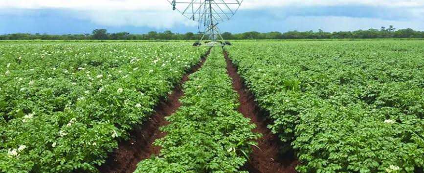 MacSMdotOrg's tweet photo. Ariston’s weaker tea and macadamia results show the pressure on Zimbabwe’s export agriculture, with recovery tied to irrigation, cost control and stronger macadamia export prices. #exports #macadamias #zimbabwe #zimbabwenow
Link in Bio
Image from Source Article https://t.co/C8DNMZeJsH