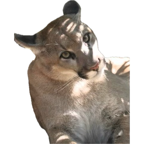 𝘸𝘰𝘭𝘧 ‎ . ݁⋆ ꫂ᭪ ݁˖ . ݁ tweet media
