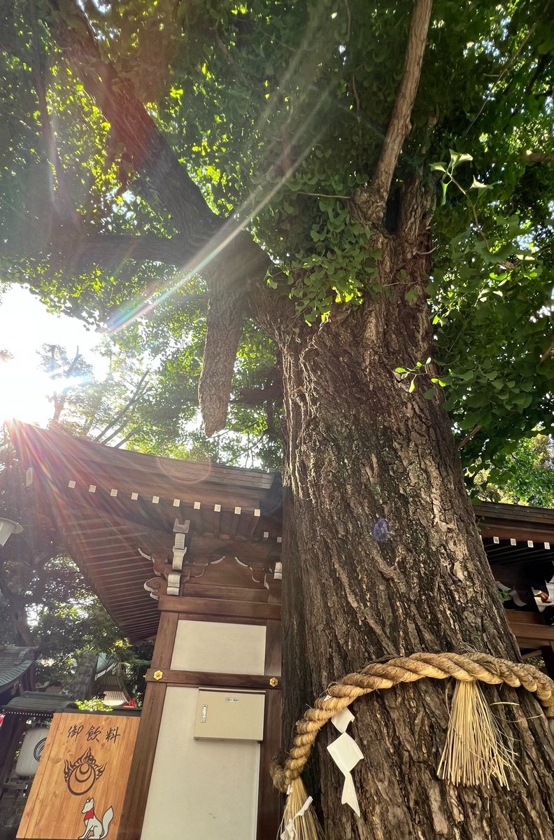 Roy777444's tweet photo. 今日は本当に暑い一日でした🌚
こんな日は心まで疲れるものです。この暑さの中働き、一日を過ごすということは本当に大変なこと。明日はまだ平日で少し気が重いかもしれませんが、もっと自分を労ってのんびり進みましょう。
本日は暑い中どうしても行かなければと神社に行きましたが、やはり素敵な景色を見ることができたのでお裾分けです🤲🏻