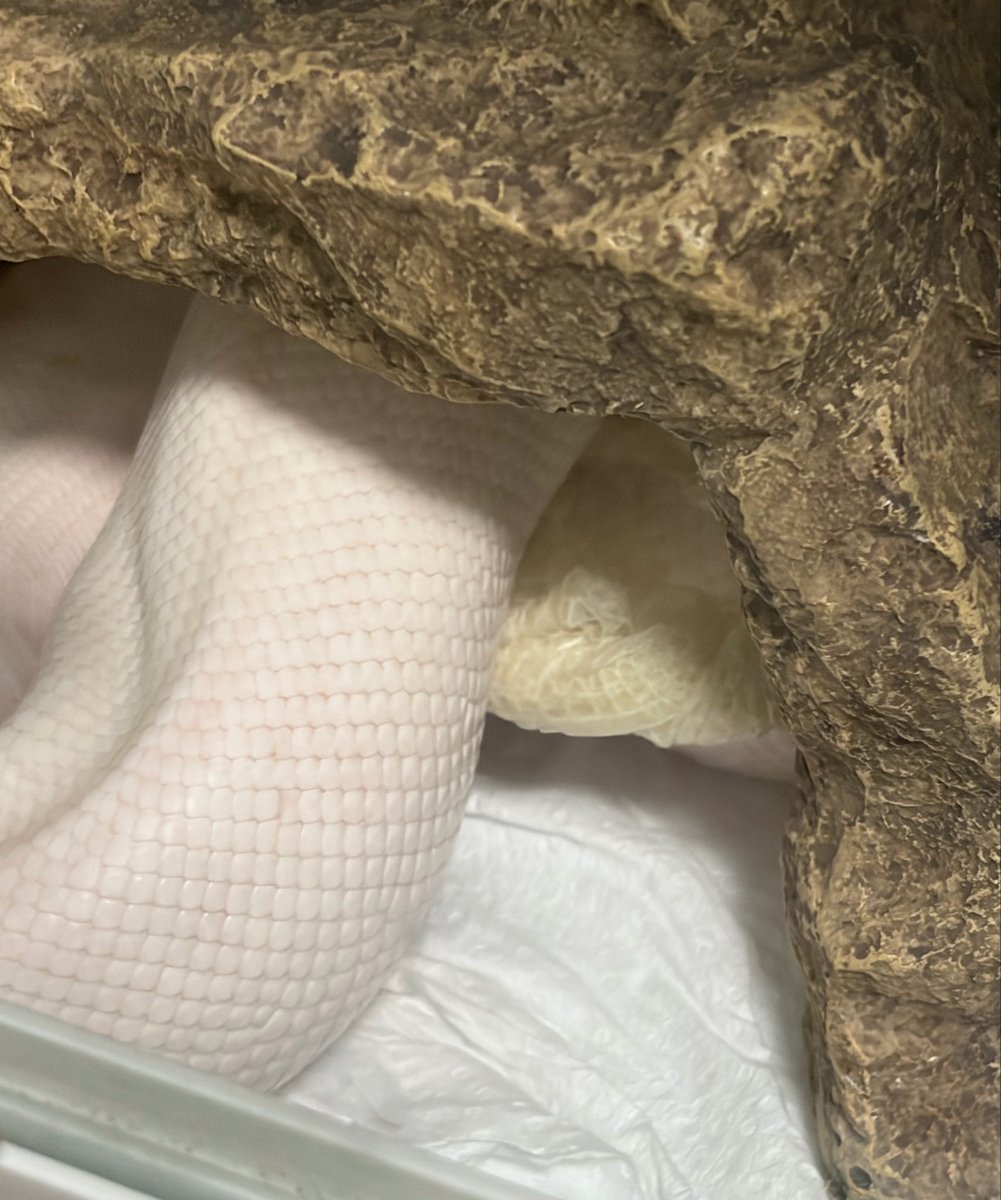 9Python0's tweet photo. 見ちゃった https://t.co/cDbae3J0zS