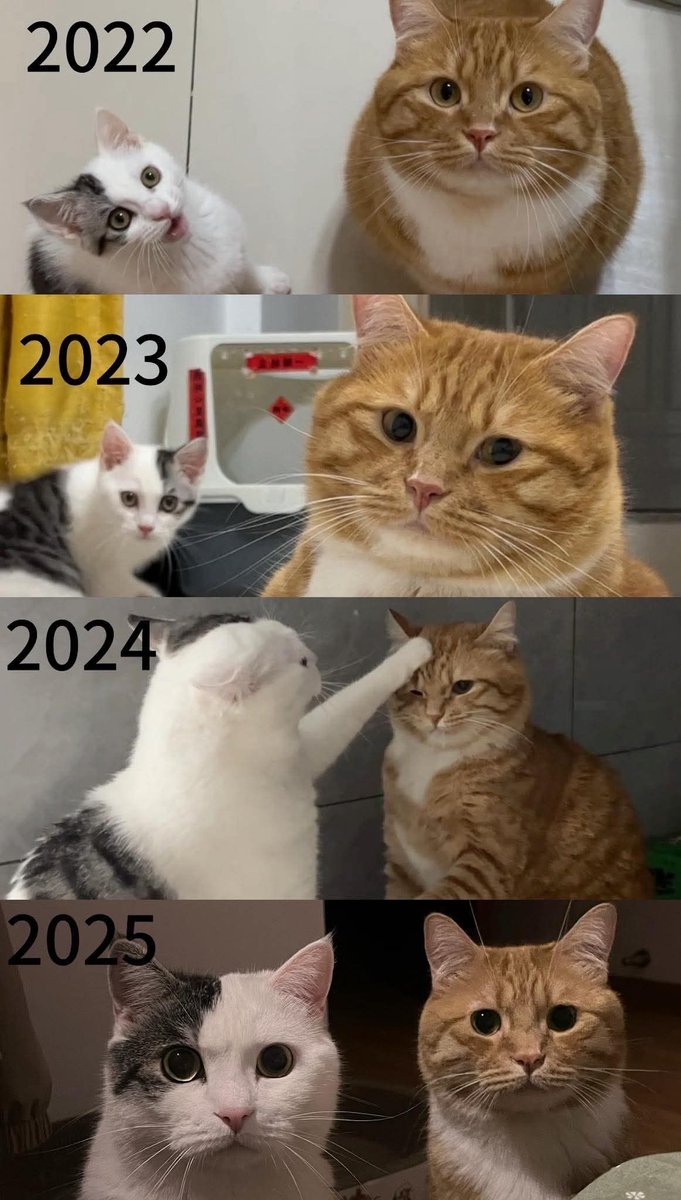 Cats_ooc's tweet photo. https://t.co/7Mwvb2KPij
