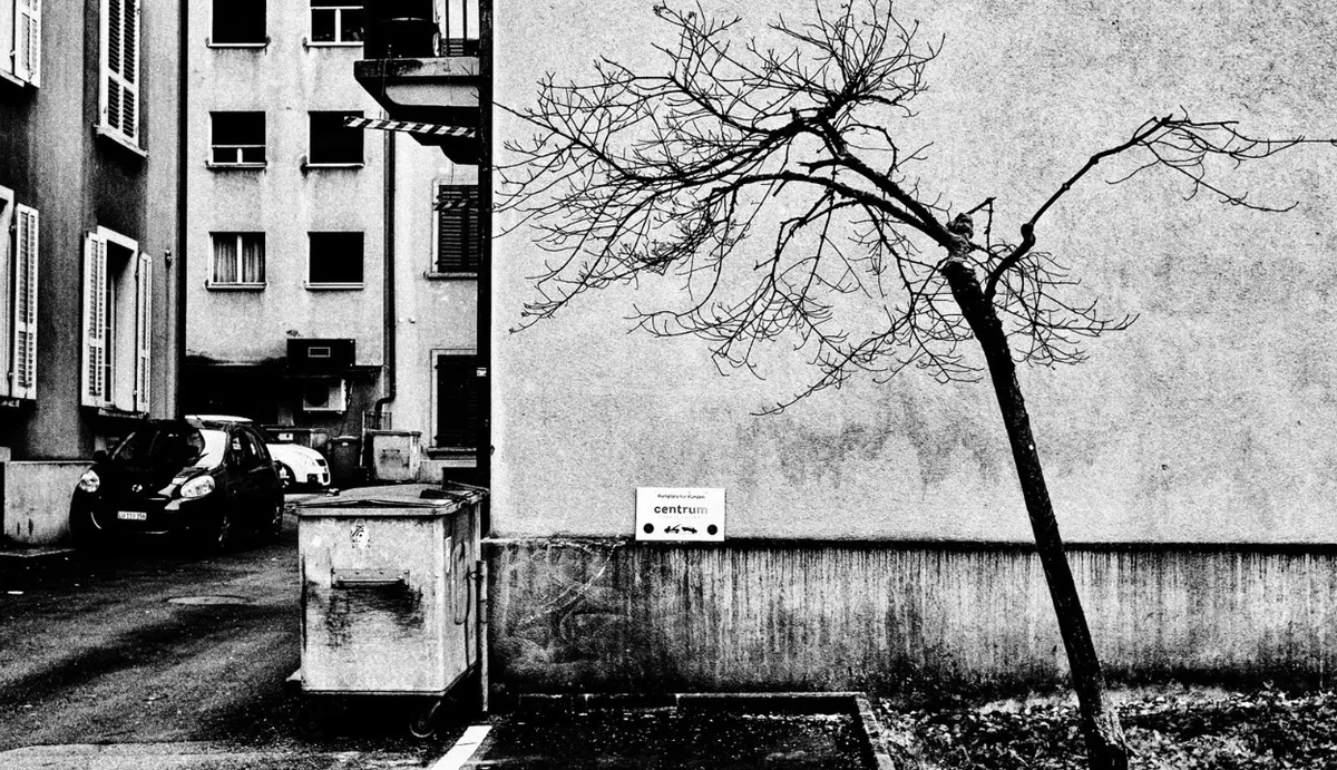Alabama_So's tweet photo. L'arbre penche. Non par fatigue.
Pour écouter sous la ville la patience de la terre. https://t.co/rRxTkxaS0d