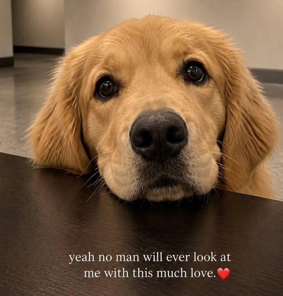 AussieObsessed9's tweet photo. A dog doesnβt ask for much β just your love, your time, and a little place in your heart. πΎβ€οΈ
.
.
.
.
#GoldenRetriever #DogLove #UnconditionalLove #DogLife #PetLove #dogsarefamily #dogobsessed #doglover #dogsoffacebook https://t.co/uvVz9eN12M