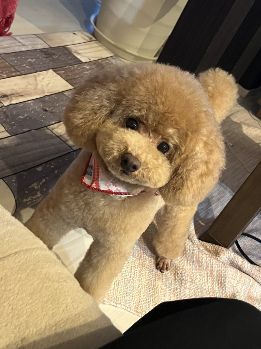 Revolution_RARA's tweet photo. @motimoti_seizin 幸せなリプ欄🤦‍♀️ https://t.co/UyHmzIFFMI