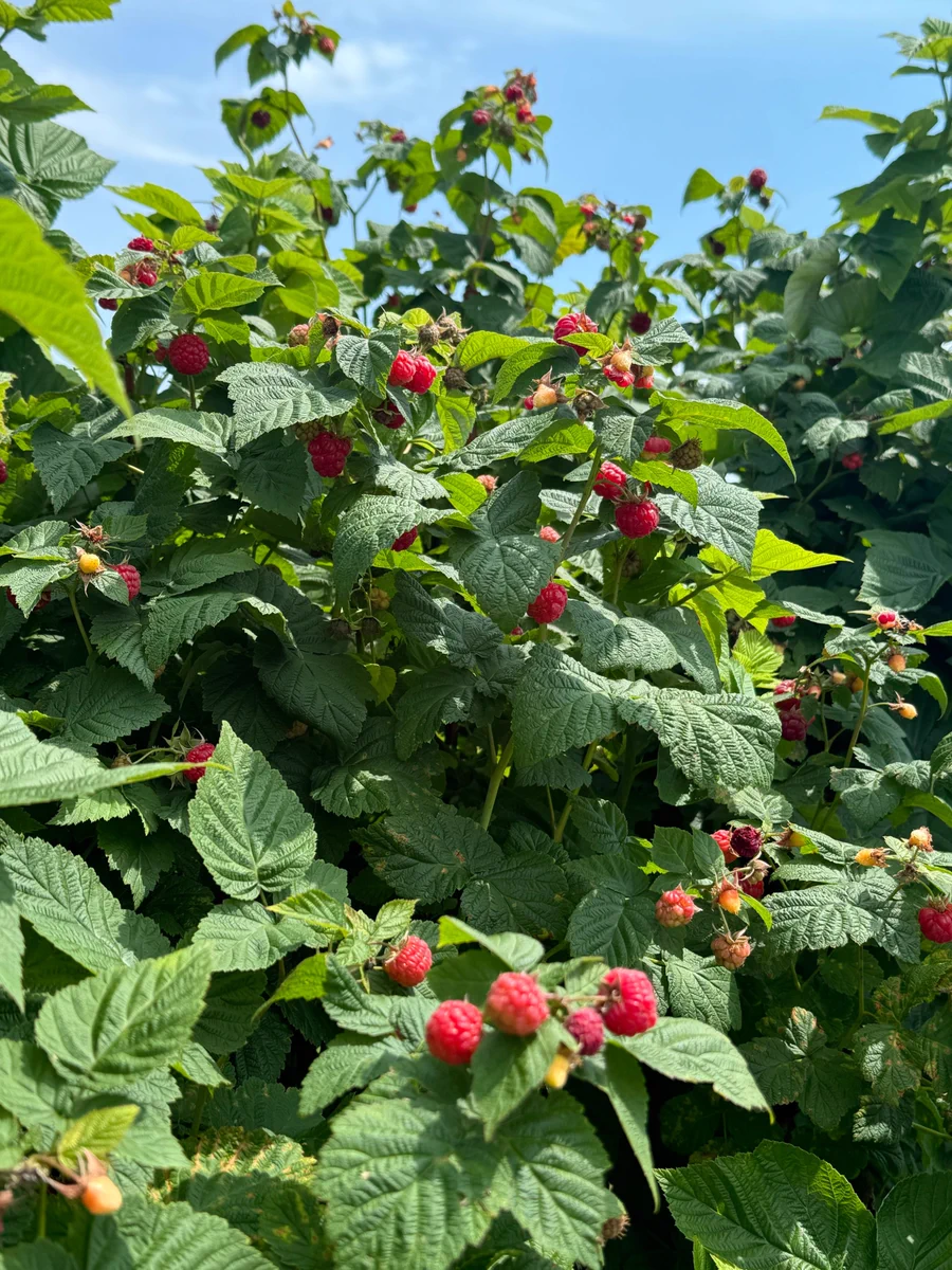 Raspberries in season on a farm