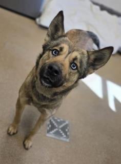 LilaFlw's tweet photo. Meet shepherd-husky mix Montana with the most Stunning Blue Eyes💎 Her notes initially only said: nervous but nice.

(In DEADL!EST K!LL SHELTER where most never make it out alive, honestly idk if I could be any better than that!).

Then she showed them more of her personality…🧵 https://t.co/XnvjyEDaUG