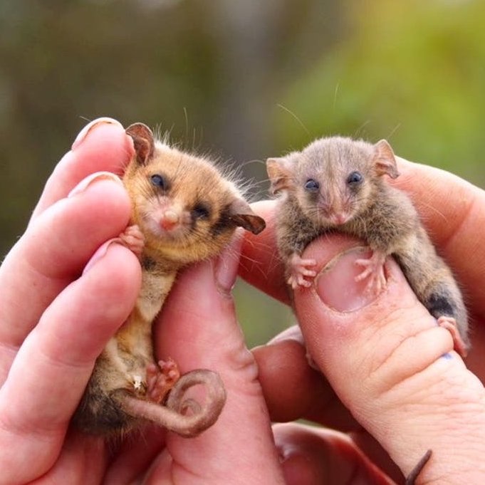 AMAZlNGNATURE's tweet photo. These tiny pygmy possums were feared wiped out after Australia's devastating bushfires

In 2020, conservationists were overjoyed to rediscover the tiny marsupials on Kangaroo Island, months after the Black Summer bushfires threatened their survival https://t.co/wqlu7kNXr0
