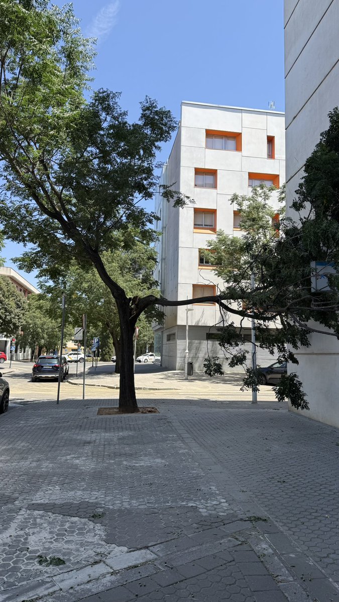 19Ciskito's tweet photo. @Ayto_Sevilla @EmergenciasSev  tenéis parte de este arbol que puede provocar un accidente!???  Se ha roto la rama #sevilla https://t.co/LJUCeb9jOw