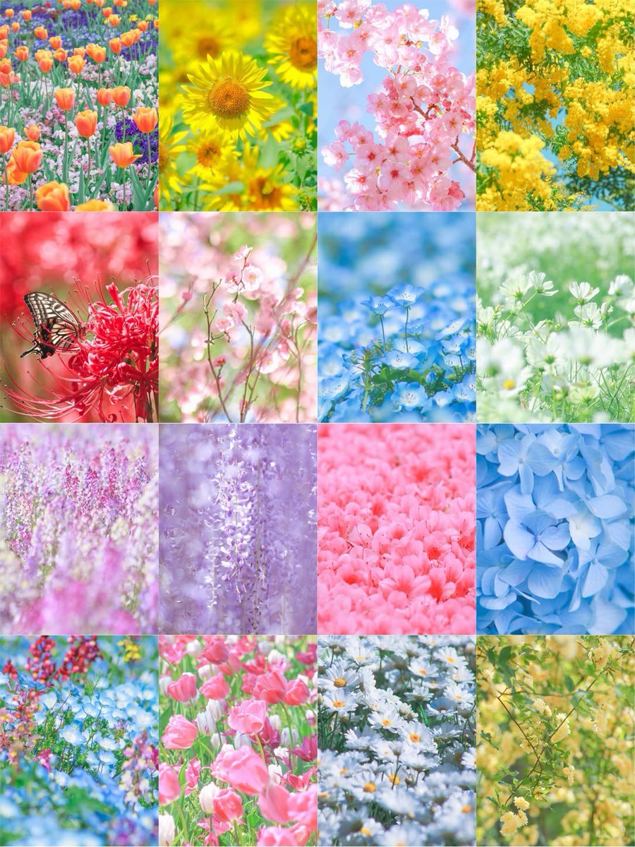 HALO_claiz's tweet photo. 《メンバー紹介No.10》

カラフル写真家Ayane. (@66___boc )

【写真を花束にしてあなたに届けに行く】

お花の写真であなたの心を癒したり元気にしたり出来たら嬉しいな、と思い活動しています。

今年も素敵で最高にかっこいい仲間たちと原宿でお待ちしております🌼

ぜひ会いに来てくださいね🌈 https://t.co/BppXsmL7Xc