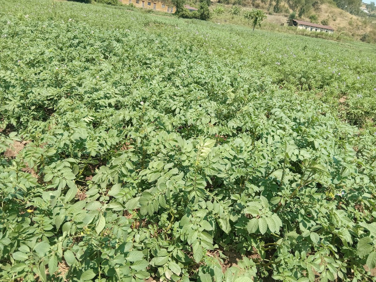 IradukundaAnne's tweet photo. From Green Leaves !Look at this incredible transformation of Irish potatoes from June 12th to July 7th! Just weeks after the visit of the Minister of Agriculture, Hon. Dr.T. Ndabamenye, the rapid growth in Nyakariba Marshland. #FOBASI https://t.co/KC5KBgWjbs
