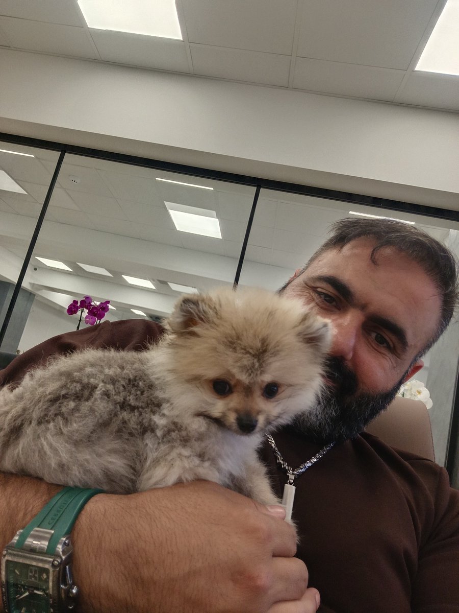 M_ALi_CLAY's tweet photo. Avukatımın ofisine gittim, bu köpeği ona hediye etmişler. 
Ben tilki olduğuna inanıyorum hala! 
Hiç bir köpek ne bu kadar zeki ne de bu kadar şirin olabilir 😁 https://t.co/066Nn7w4gF